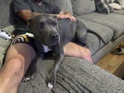 Reunited Female Dog last seen 47th and Josephine st denver, Denver, CO 80216