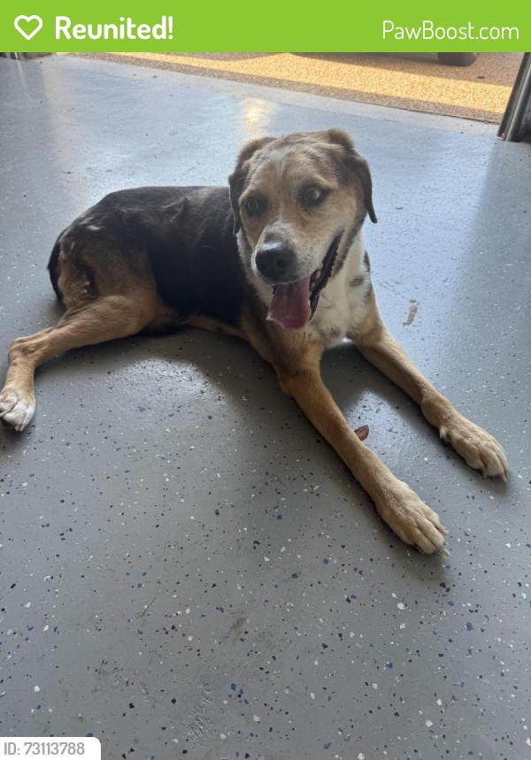 Reunited Female Dog last seen HWY 380 and Magnolia, Aubrey, TX 76227