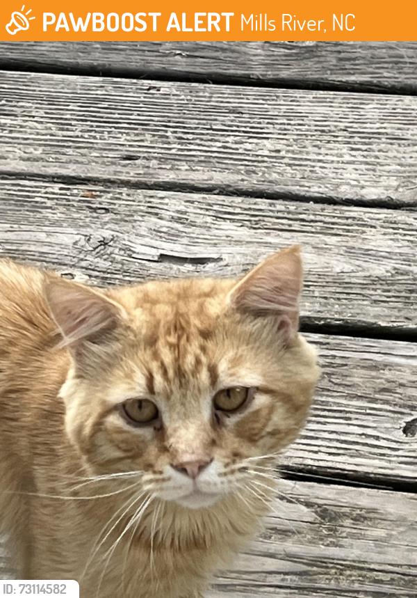 Found/Stray Male Cat last seen Mills River, Mills River, NC 28759