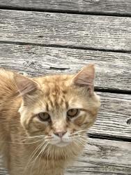 Found/Stray Male Cat last seen Mills River, Mills River, NC 28759