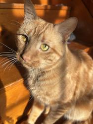 Reunited Male Cat last seen Near spiller rd, Gorham, ME 04038