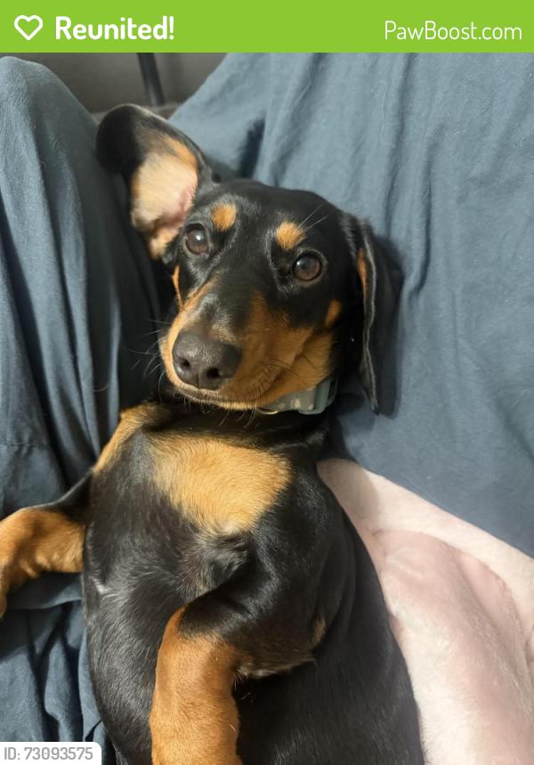 Reunited Female Dog last seen 117th Lane Road, Ocala, FL 34476
