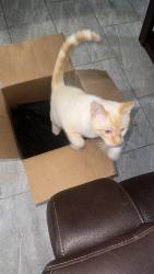 Lost Male Cat last seen Near nw 122nd st, North Miami, FL 33167
