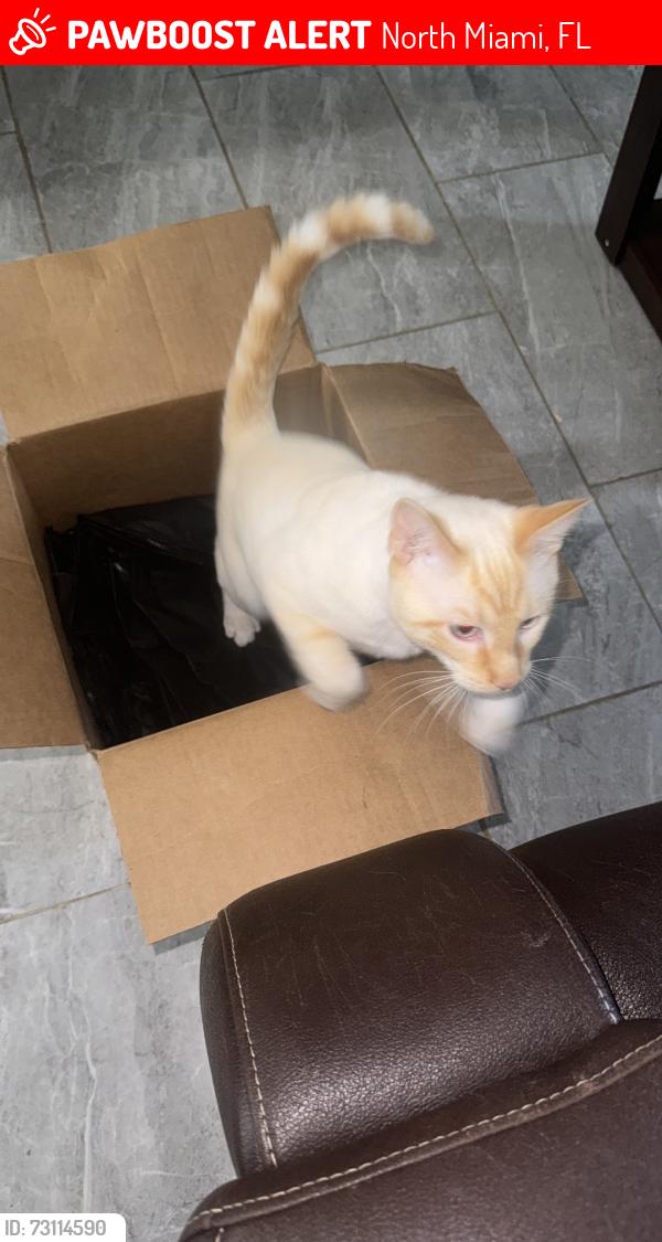 Lost Male Cat last seen Near nw 122nd st, North Miami, FL 33167