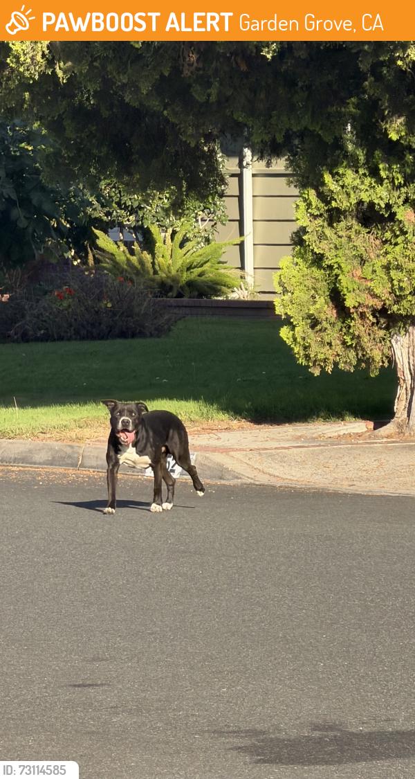 Found/Stray Male Dog last seen vons dr, Garden Grove, CA 92841