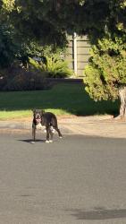 Found/Stray Male Dog last seen vons dr, Garden Grove, CA 92841