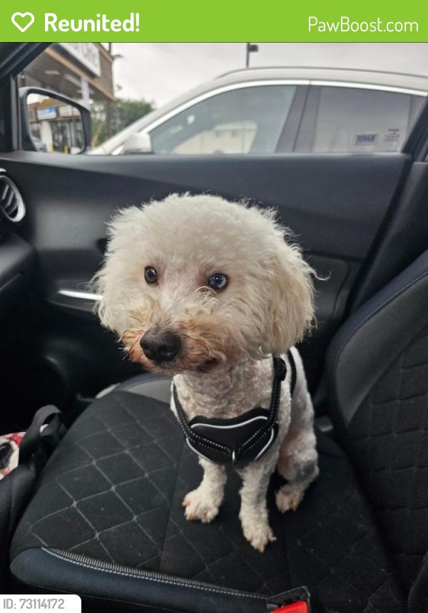 Reunited Male Dog last seen 5th ave and 84th St, Inglewood, CA 90301