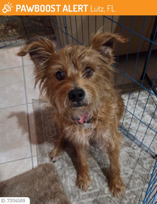 Found/Stray Male Dog last seen Van Dyke ests, Greater Northdale, FL 33558