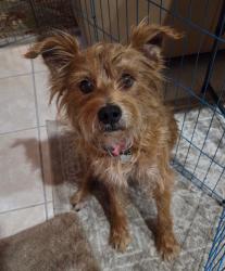 Found/Stray Male Dog last seen Van Dyke ests, Greater Northdale, FL 33558