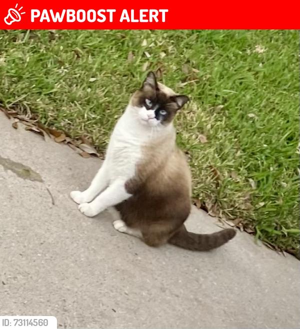 Lost Unknown Cat last seen Champions Point Grove subdivision, Houston, TX 77066