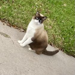 Lost Unknown Cat last seen Champions Point Grove subdivision, Houston, TX 77066