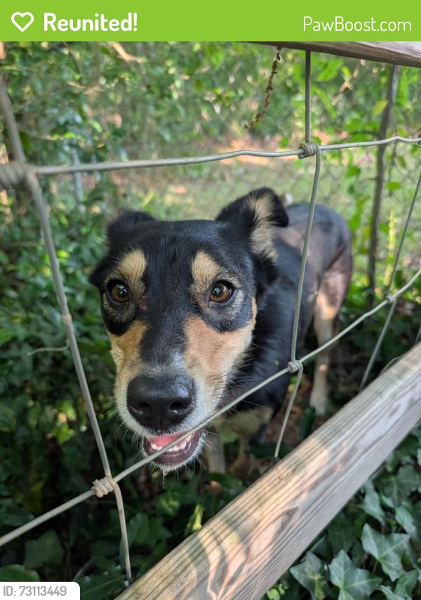 Reunited Unknown Dog last seen Cross of Ely and Ashland Terrace. Daycare and two gas stations., Chattanooga, TN 37343
