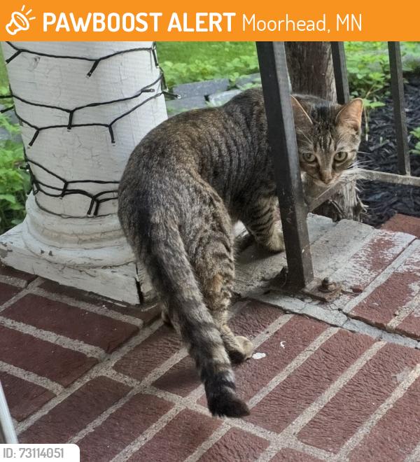 Found/Stray Unknown Cat last seen 6th Ave S and 9th St S Moorhead, Moorhead, MN 56560