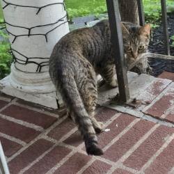 Found/Stray Unknown Cat last seen 6th Ave S and 9th St S Moorhead, Moorhead, MN 56560