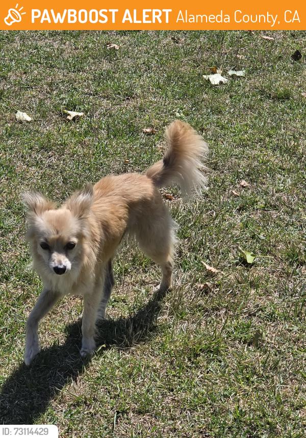 Found/Stray Male Dog last seen San leandro bay, Alameda County, CA 94621