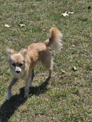 Found/Stray Male Dog last seen San leandro bay, Alameda County, CA 94621