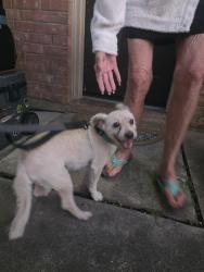 Reunited Male Dog last seen Found on bayou off of Hammersmith Dr, Lakewood Forest, TX 77377