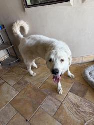 Found/Stray Male Dog last seen Gardner rd and gato ln, El Paso, TX 79932