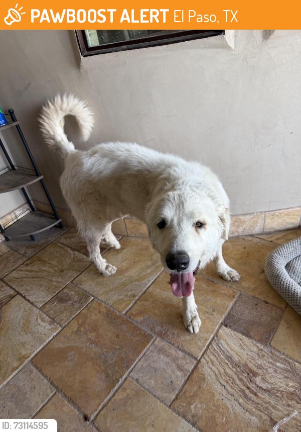 Found/Stray Male Dog last seen Gardner rd and gato ln, El Paso, TX 79932