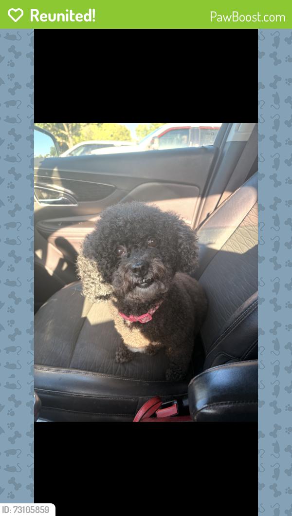 Reunited Female Dog last seen Port Richey, FL, USA, Port Richey, FL 34653