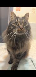 Reunited Male Cat last seen Near M-37, Dowling, MI 49050, USA, Dowling, MI 49050