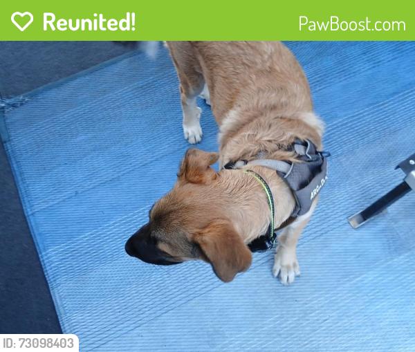 Reunited Male Dog last seen San Diego Fairgrounds, Del Mar, CA 92014