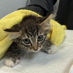 Shelter Stray Male Cat last seen Near Thalia Street, San Diego, CA, 92154, 5500 Gaines St, San Diego, CA 92110, USA