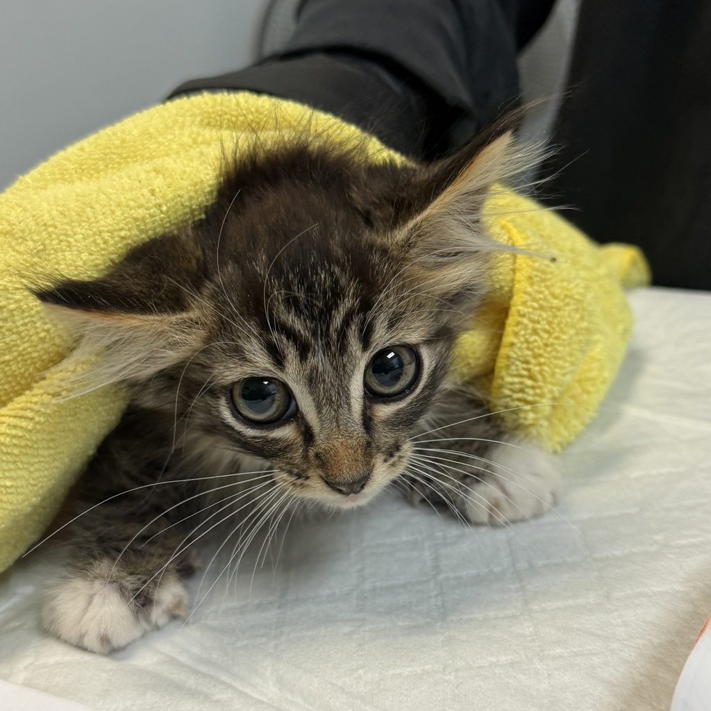Shelter Stray Male Cat last seen Near Thalia Street, San Diego, CA, 92154, 5500 Gaines St, San Diego, CA 92110, USA
