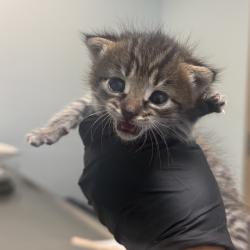 Shelter Stray Female Cat last seen outside of home, San Diego, CA, 92124, 5500 Gaines St, San Diego, CA 92110, USA