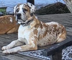 Lost Male Dog last seen Haynes AB, Lacombe County, AB 