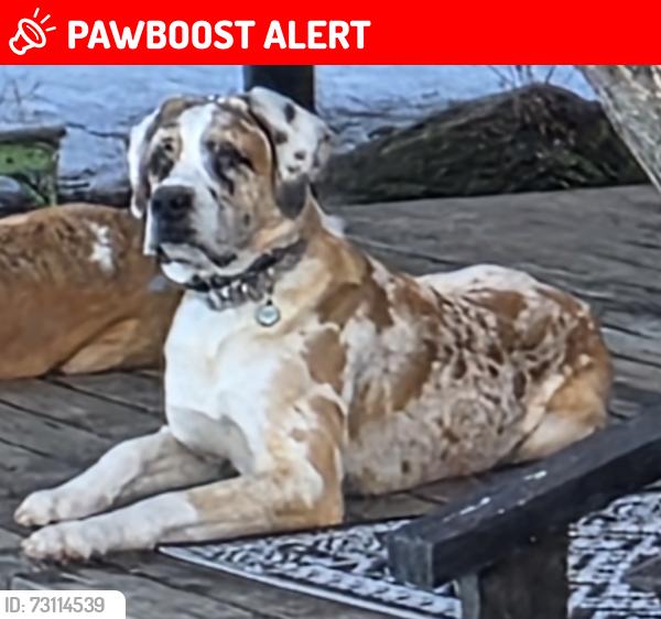 Lost Male Dog last seen Haynes AB, Lacombe County, AB 
