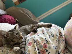 Lost Female Cat last seen Cherrywood drive, Hayesville, NC 28904