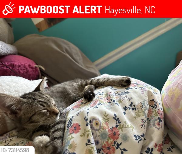 Lost Female Cat last seen Cherrywood drive, Hayesville, NC 28904