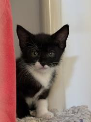 Shelter Stray Male Cat last seen Near Hale Court, El Cajon, CA, 92020, 5500 Gaines St, San Diego, CA 92110, USA