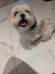 Reunited Female Dog last seen Hanover Maryland, Severn, MD 21076