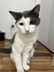 Lost Female Cat last seen Winewood st, dolo st, le conte st, wilson memorial park, San Diego, CA 92114