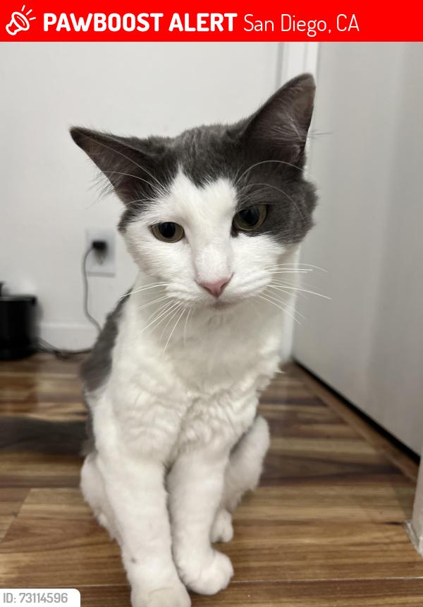 Lost Female Cat last seen Winewood st, dolo st, le conte st, wilson memorial park, San Diego, CA 92114