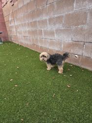 Reunited Unknown Dog last seen Tierra Roja, Rio Rancho, NM 87124