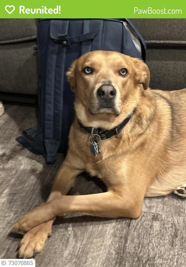 Reunited Male Dog last seen Near Fairview road Kidwoord, Kirkwood, PA 17536