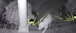 Reunited Unknown Dog last seen 9:13 pm Whiteweld Terrace & Trumpet Vine, Wilmington, NC 28412