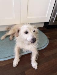 Reunited Male Dog last seen Lark Ellen and Idahome, West Covina, CA 91790
