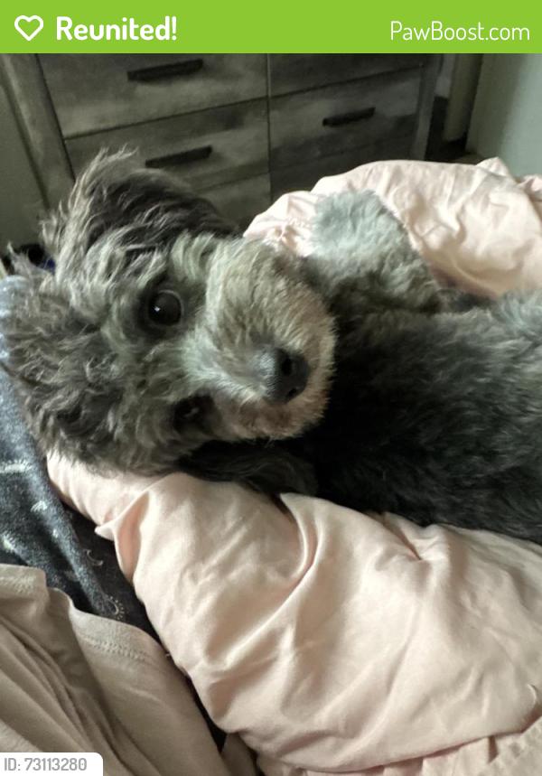 Reunited Male Dog last seen Magnolia st, Anaheim, CA 92804