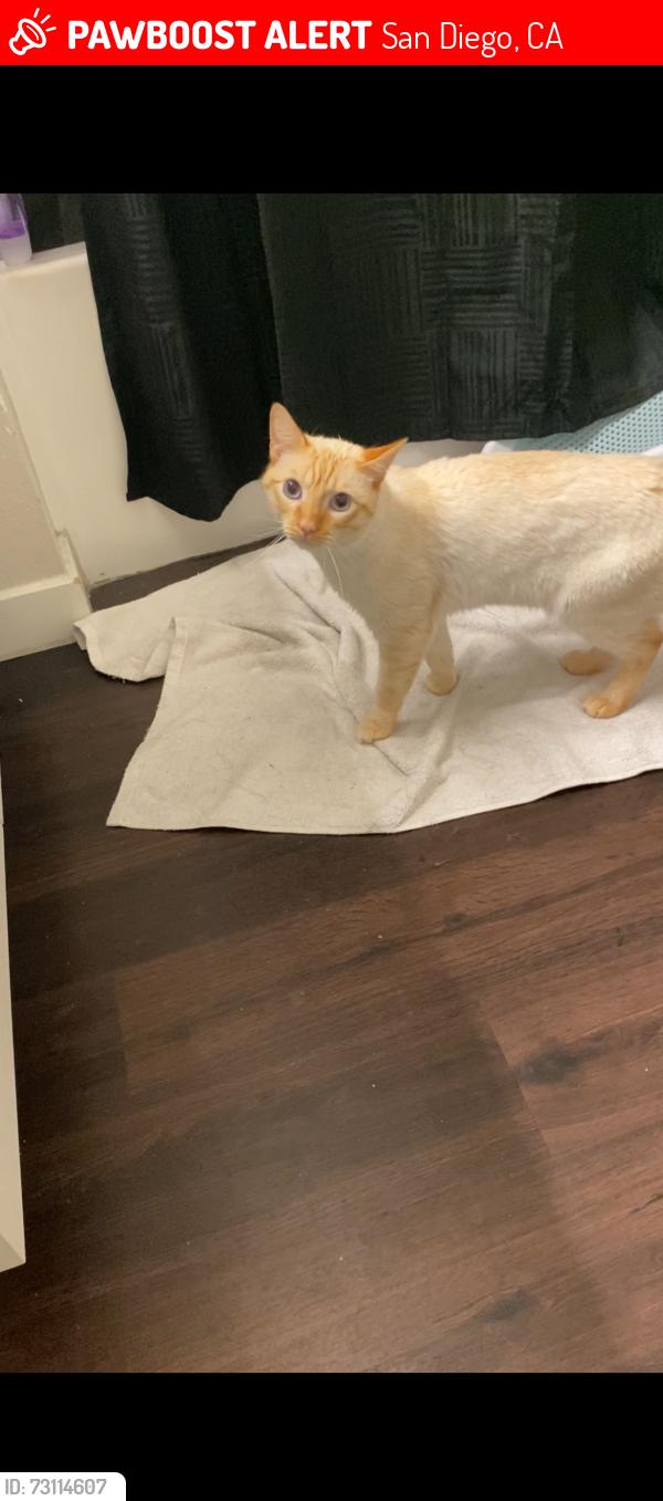 Lost Male Cat last seen Saturn Blvd & ilex, San Diego, CA 92154