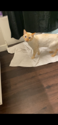 Lost Male Cat last seen Saturn Blvd & ilex, San Diego, CA 92154