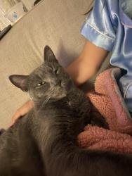 Lost Male Cat last seen Willow Lake rd and Mountain Lake rd, Prescott, AZ 86301