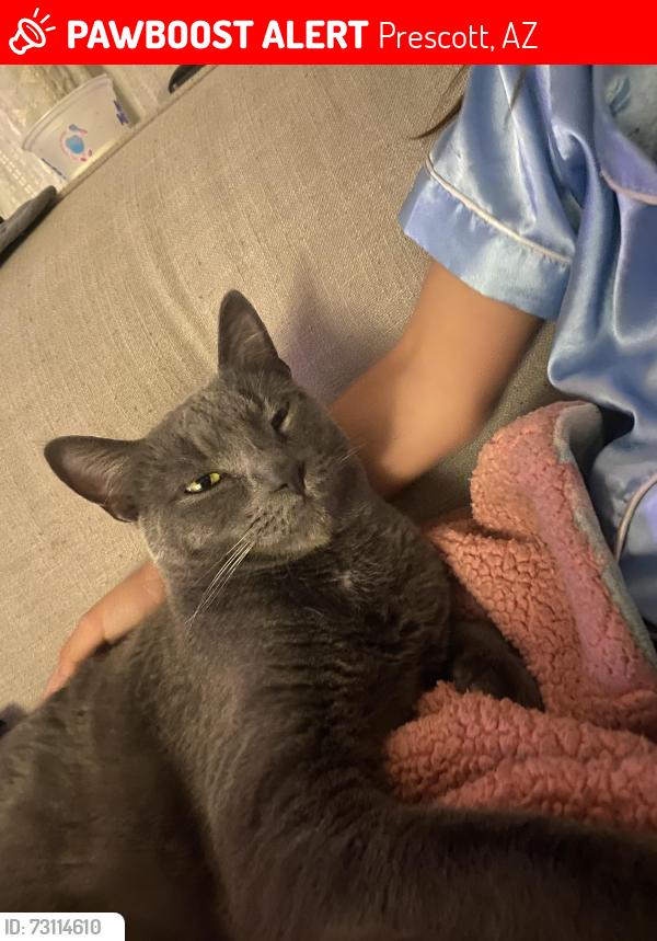 Lost Male Cat last seen Willow Lake rd and Mountain Lake rd, Prescott, AZ 86301