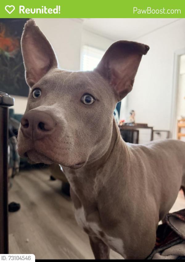 Reunited Female Dog last seen Polk, San Francisco, CA 94109
