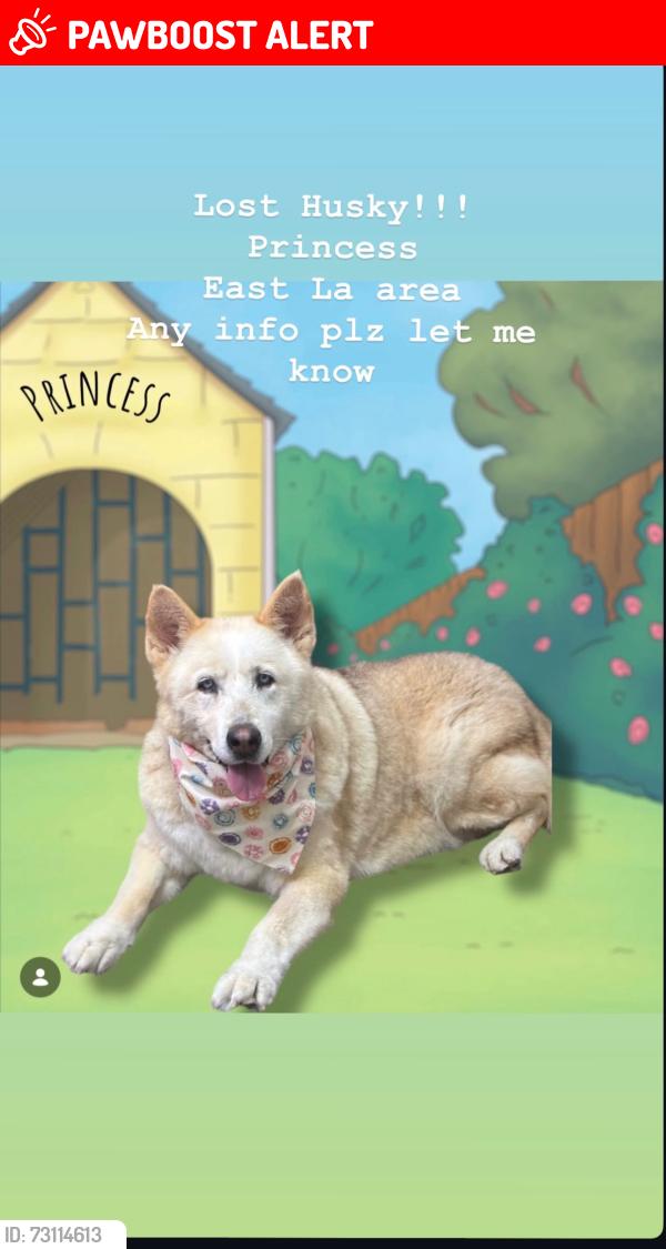 Lost Female Dog last seen Whittier blvd and Atlantic blvd, East Los Angeles, CA 90022