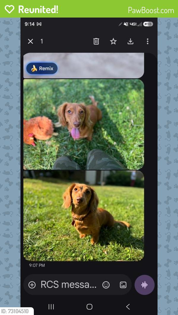 Reunited Female Dog last seen Savoy street, douglas drive, Spartanburg, SC 29301