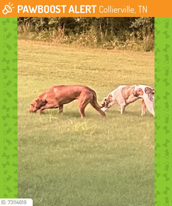 Found/Stray Unknown Dog last seen Grant park cv Collierville, Collierville, TN 38017